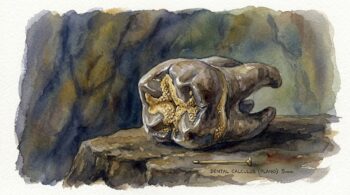 fossilised Neanderthal molar